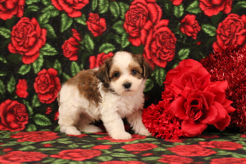 puppy, for, sale, Morkie-Poo, Matthew B. Stoltzfus, dog, breeder, Gap, PA, dog-breeder, puppy-for-sale, forsale, nearby, find, puppyfind, locator, puppylocator, aca